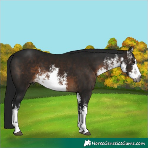 Horse Color:Gray White Spotted Brown 