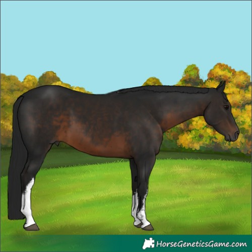 Horse Color:Gray White Spotted Brown 