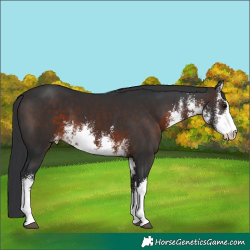 Horse Color:White Spotted Brown