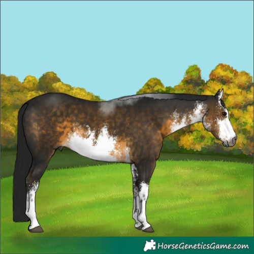 Horse Color:Gray White Spotted Buckskin