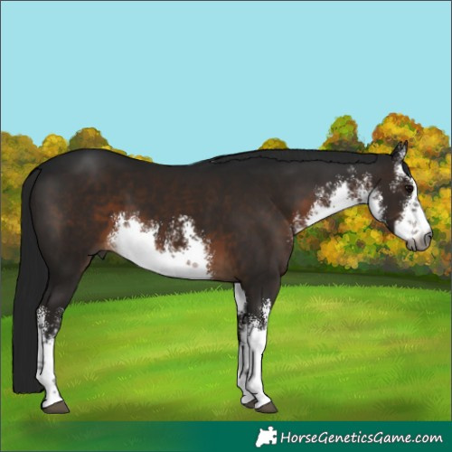 Horse Color:Gray White Spotted Brown 