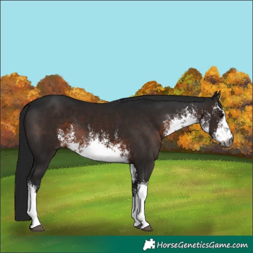 Horse Color:Gray White Spotted Brown 