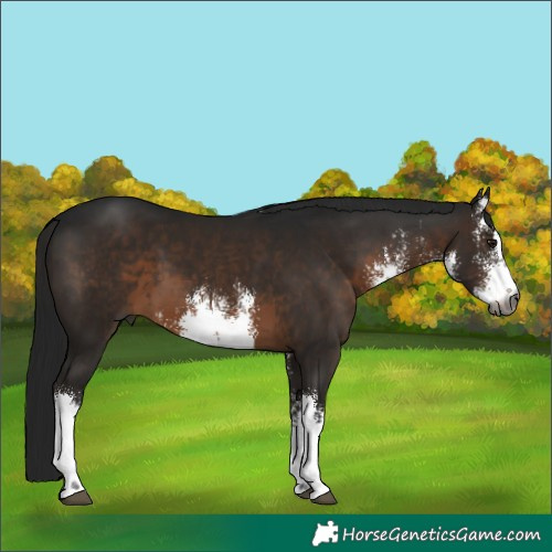 Horse Color:Gray White Spotted Brown