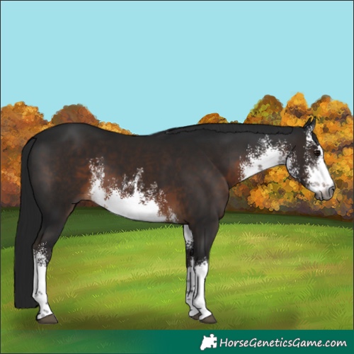 Horse Color:Gray White Spotted Brown