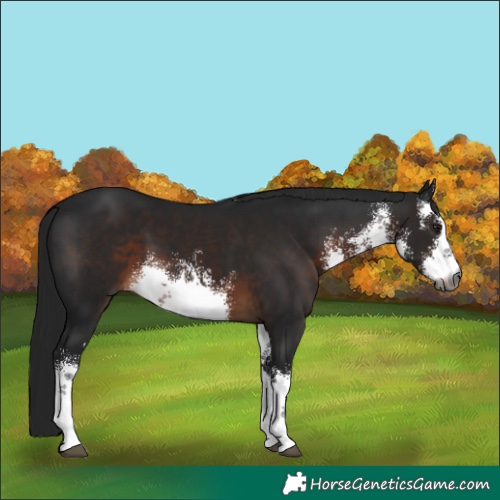 Horse Color:Gray White Spotted Brown 
