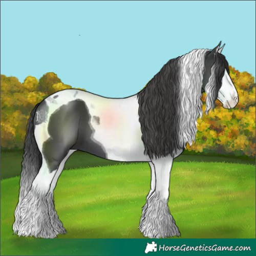 Horse Color:Black Sabino Splash Tobiano