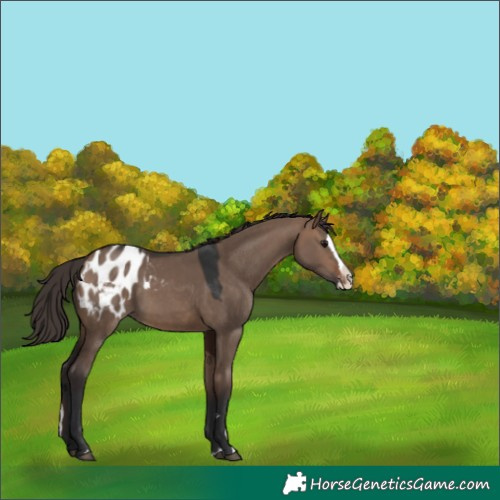 Horse Color:Brown Dun Splash Blanket