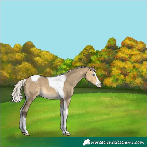 Horse Color:Silver Buckskin Dun Splash Tobiano Varnish 