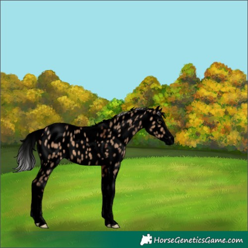 Horse Color:Void Silver Brown Dun Splash Tobiano Leopard