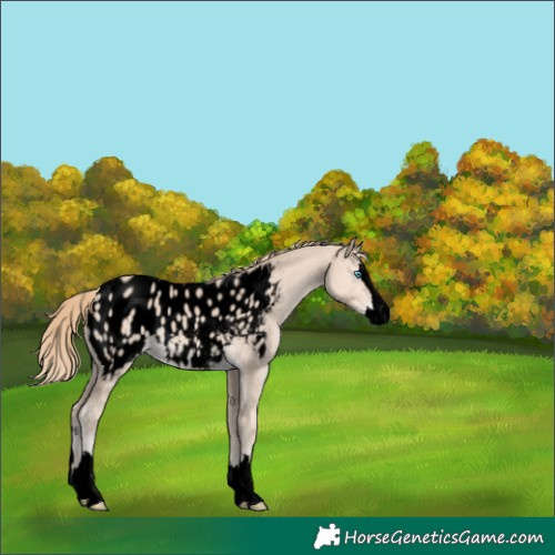 Horse Color:Void Perlino Splash Blanket 