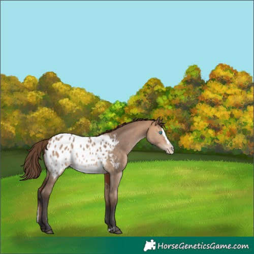 Horse Color:Bay Dun Splash Blanket 