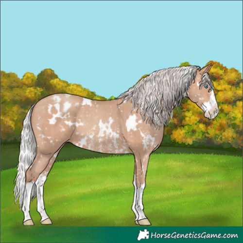 Horse Color:White Spotted Silver Amber Champagne Sabino Splash Blanket Rabicano