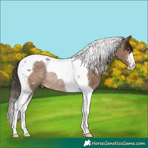 Horse Color:Liver Red Dun Tobiano Varnish Rabicano 
