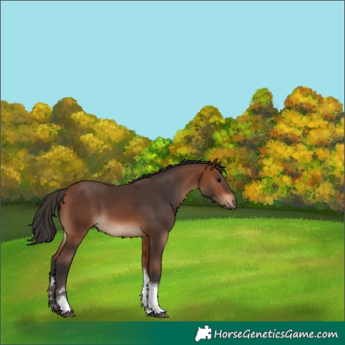 Horse Color:Bay Tobiano