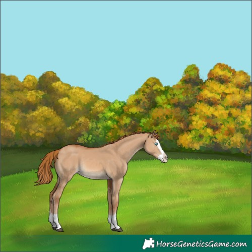 Horse Color:Red Dun Splash Rabicano 