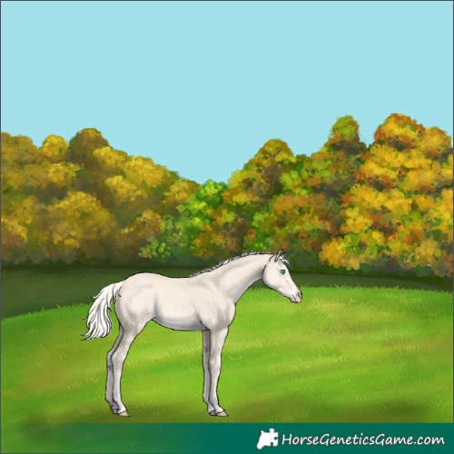 Horse Color:Cremello