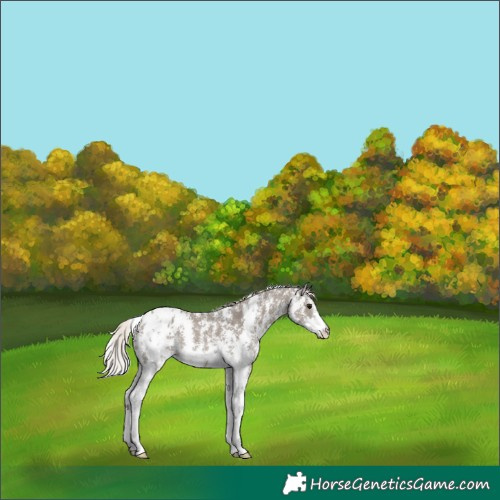 Horse Color:Silver Grullo Sabino Blanket Rabicano 