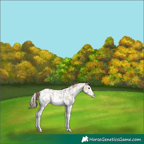 Horse Color:Bay Dun Sabino Splash Near Leopard Rabicano 