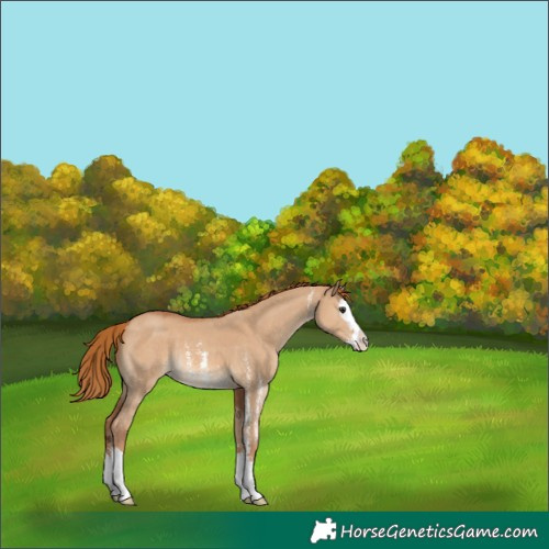 Horse Color:Red Dun Sabino Splash Rabicano