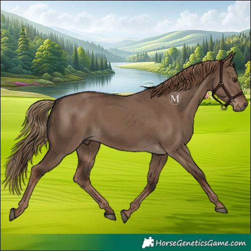 Horse Color:Liver Red Dun Rabicano 