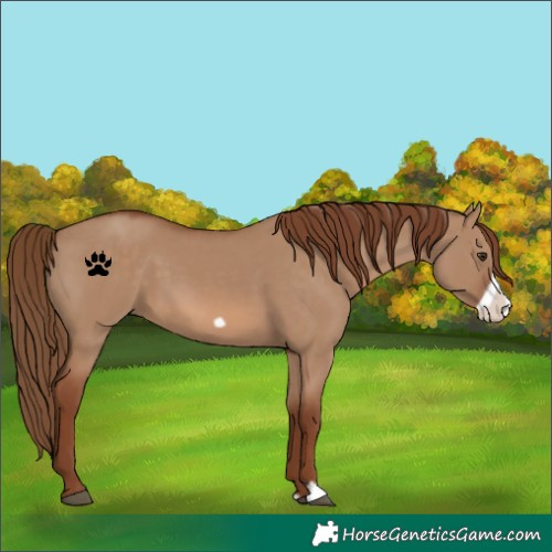 Horse Color:Red Dun Frame