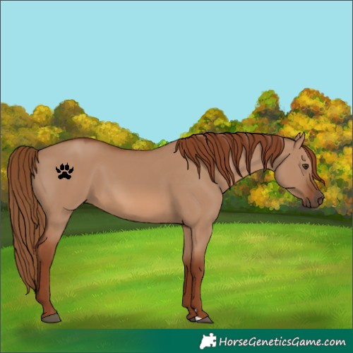 Horse Color:Red Dun 