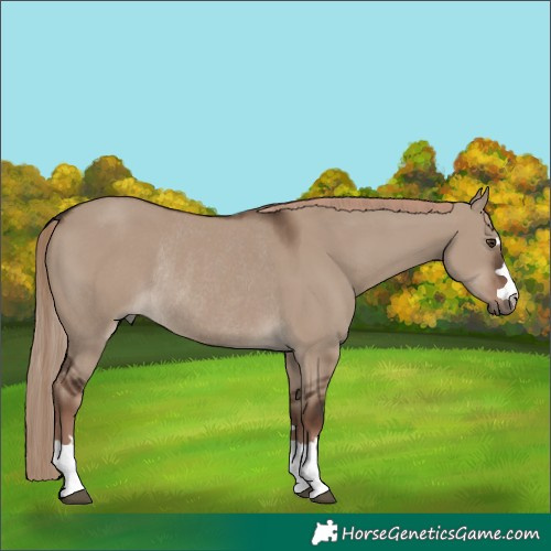 Horse Color:Liver Red Dun Rabicano