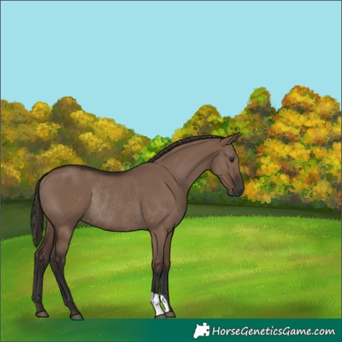 Horse Color:Unknown 