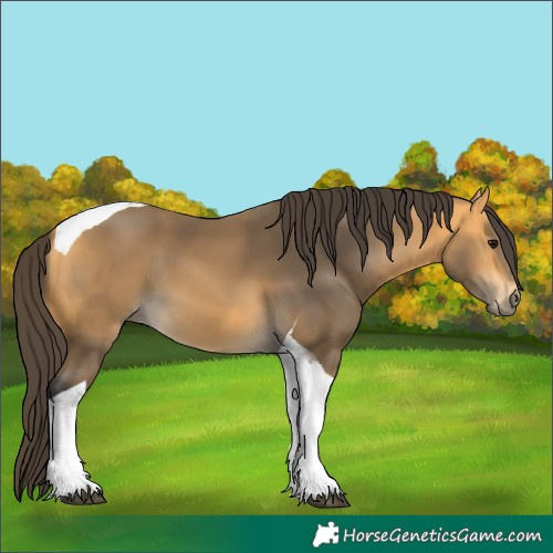 Horse Color:Buckskin Tobiano