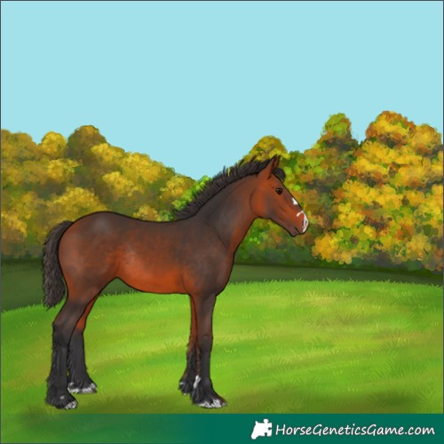 Horse Color:Bay Rabicano 
