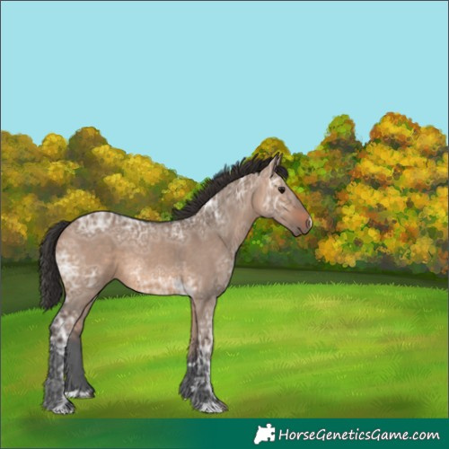 Horse Color:Brown Ice Dun Rabicano