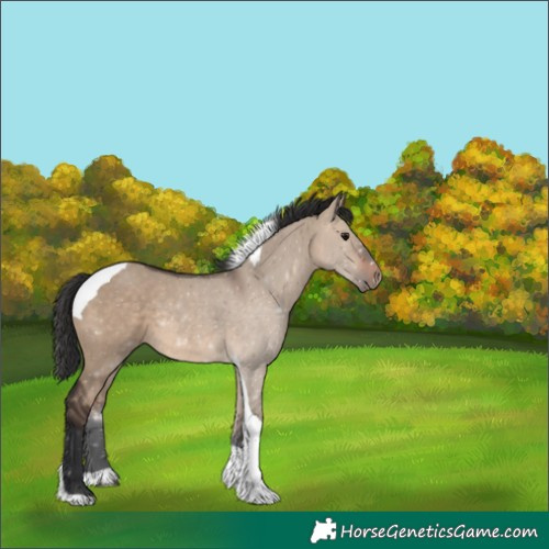 Horse Color:Brown Dun Tobiano Rabicano