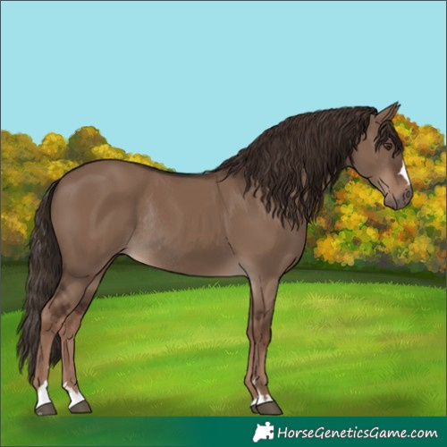 Horse Color:Liver Red Dun Rabicano