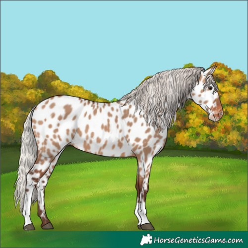 Horse Color:Silver Brown Dun Near Leopard 