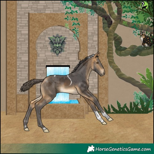 Horse Color:Buckskin Merle Tobiano Rabicano 