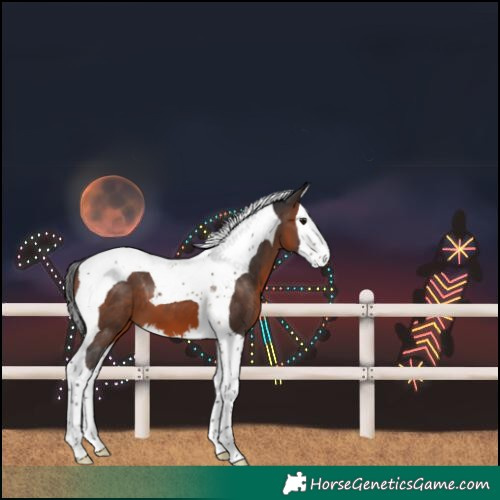 Horse Color:Brown Splash Tobiano 