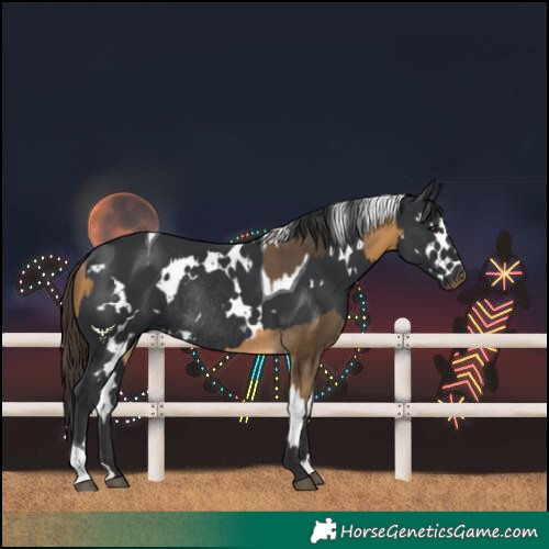 Horse Color:Buckskin Rabicano and White Spotted Black Tobiano Rabicano