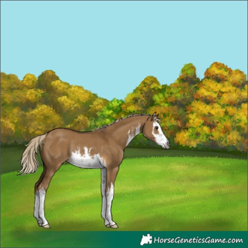 Horse Color:Gray White Spotted Chocolate Palomino Dun Rabicano 