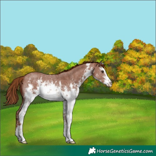 Horse Color:White Spotted Chestnut Sabino Rabicano