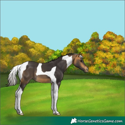 Horse Color:Buckskin Tobiano 