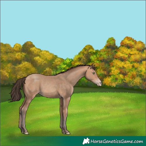 Horse Color:Amber Champagne Rabicano