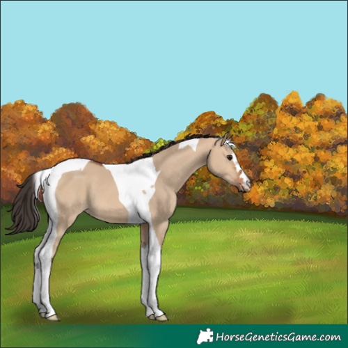 Horse Color:Bay Dun Tobiano 