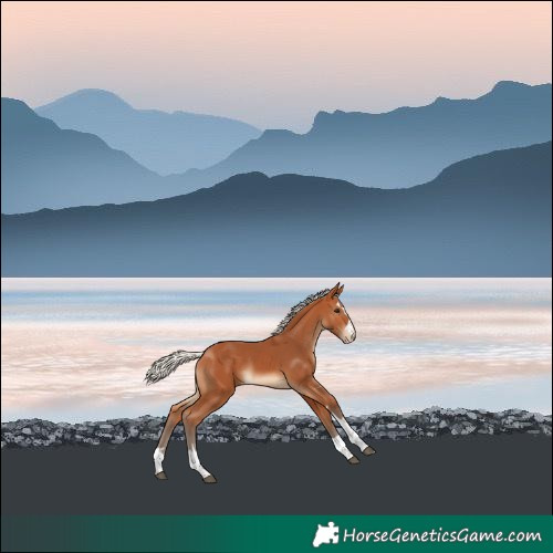 Horse Color:Silver Bay Skewed LP Spotted