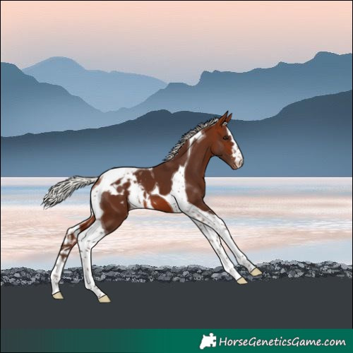 Horse Color:Silver Bay Tobiano Skewed LP Spotted
