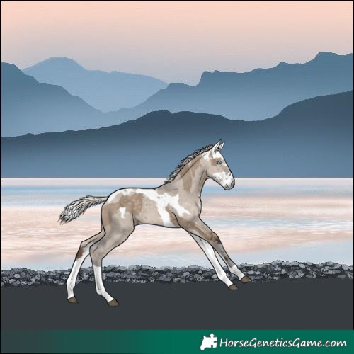 Horse Color:Silver Brown Dun Merle