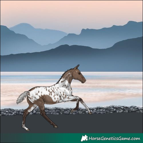 Horse Color:Powder White Silver Brown Dun Skewed LP Spotted 