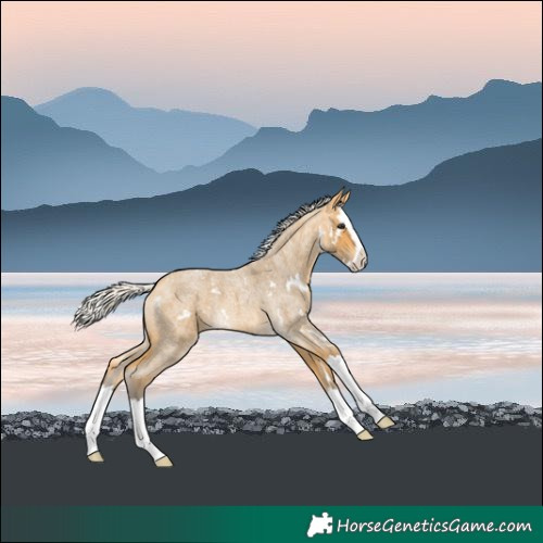 Horse Color:White Spotted Silver Buckskin Roan Splash