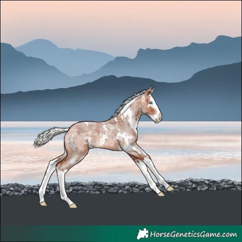 Horse Color:White Spotted Silver Bay Roan Merle Splash