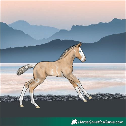 Horse Color:Palomino Roan Sabino Splash Rabicano