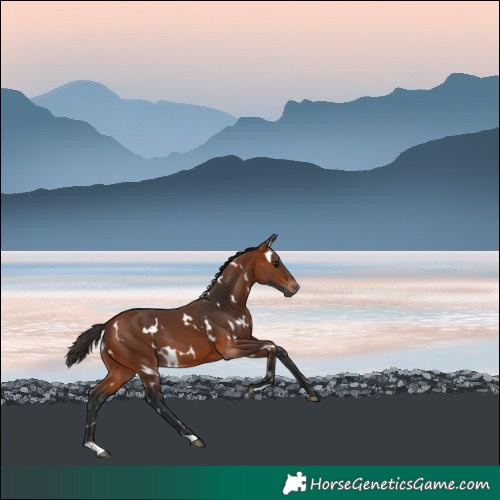 Horse Color:White Spotted Bay